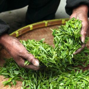 Hands carefully selecting fresh green tea leaves in a traditional bamboo basket.